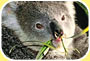 Photo: a koala munches leaves