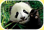 Photograph shows a panda chewing bamboo