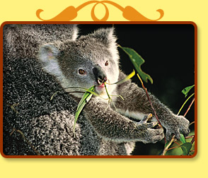 Photo: baby koala eats leaves