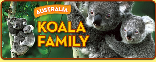 Photo: mother koala holding baby; art text reads- Australia: Koala Family