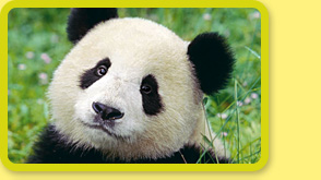 Photograph shows the face of a mother giant panda