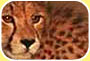 Photograph shows the face of a cheetah