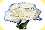 Photograph shows a white carnation turning blue