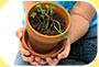 Photo: two hands support a flowerpot holding a seedling