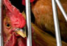 Photo: chickens in a cage in China