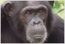 Photo: chimpanzee